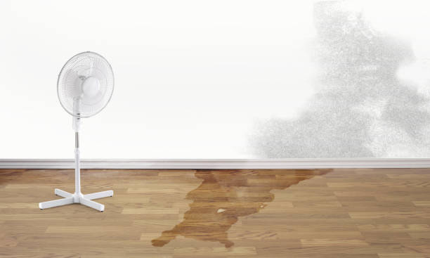 Best Mold removal after water damage  in Willow Street, PA
