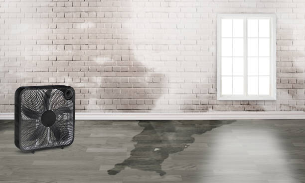 Best Professional water damage repair  in Willow Street, PA
